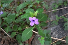 Barleria montana
